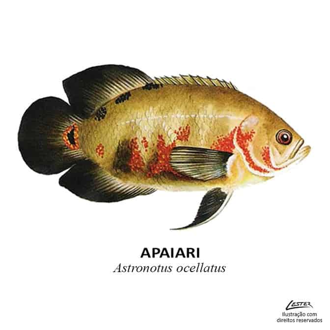 peixe_apaiari