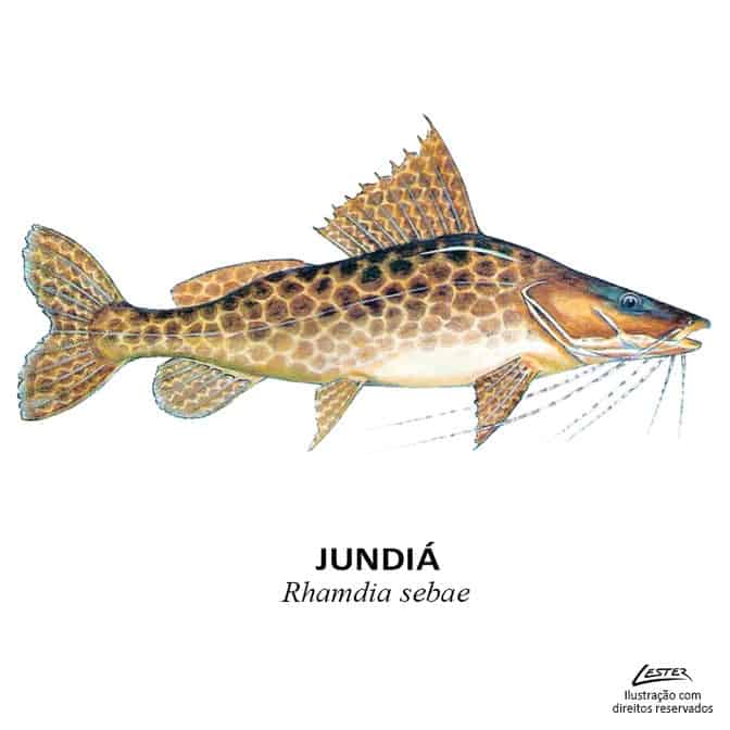 peixe_jundia