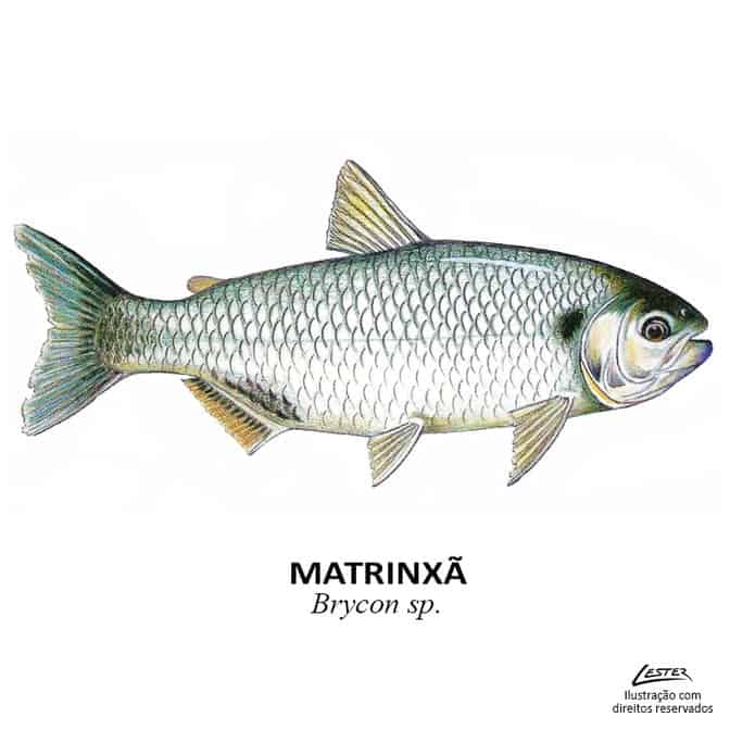 peixe_matrinxa