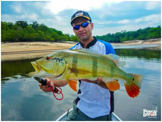 Tucunaré Açu Rio Uatumã Amazonas - Pescaria dos grandes Tucunarés nos Rios Uatumã, Abacate e Jatapu