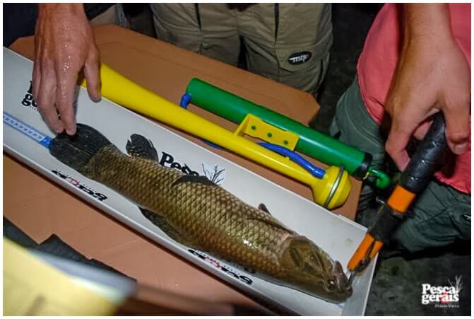 O 1º Circuito Mineiro Pesca de Traíra foi realizado no ano de 2008 na represa Várzea das Flores em BH