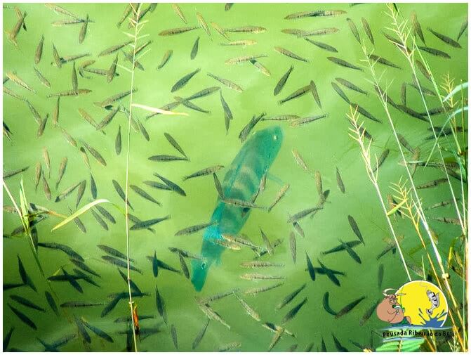filhoteira_de_tucunare_pousada_ribeirão_do_boi_pesca_gerais (3)