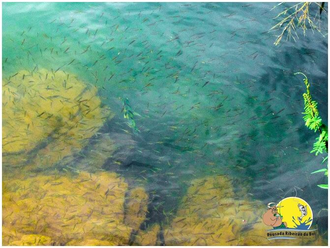 Tucunaré Azul, um belo registro do casal nadando tranquilamento com a filhoteira próximo ao barranco. Imagens que emociam qualquer pescador esportivo!