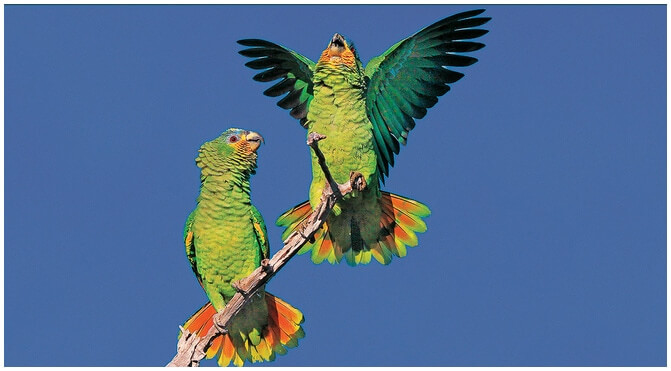 dois pássaros papagaio pousada em um tronco