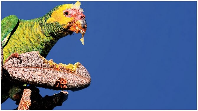 pássaro papagaio alimentando