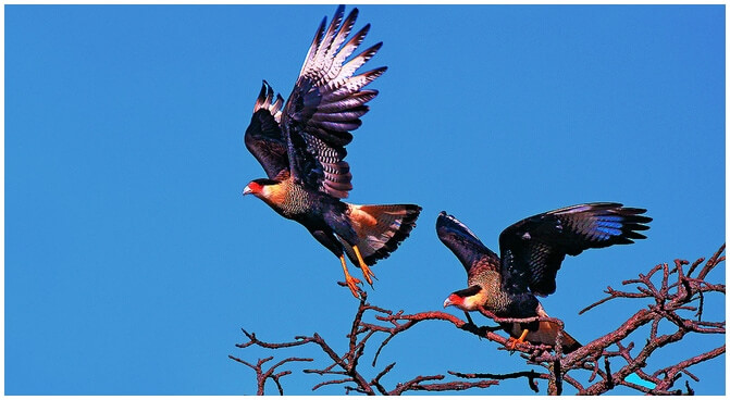 Livro Nossas Aves, um Voo no Imaginário Popular - pescador e fotógrafo Lester Scalon