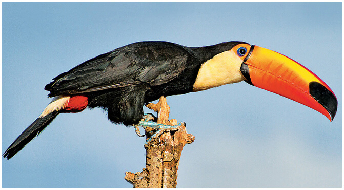 Tucano em cima de um tronco