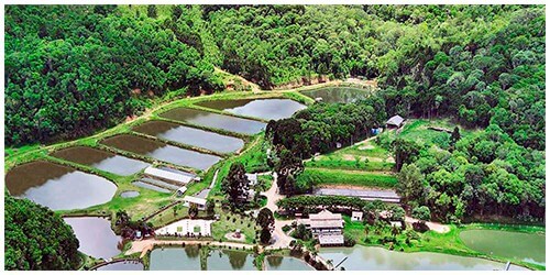 Pesque e pague ou Pesqueiros, dicas para um excelente dia de pescaria 9 pescaria pesque e pague 01