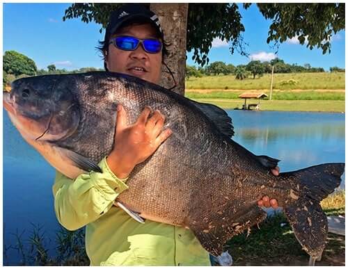 Pesque e pague ou Pesqueiros, dicas para um excelente dia de pescaria 10 tambacu de pesque e pague