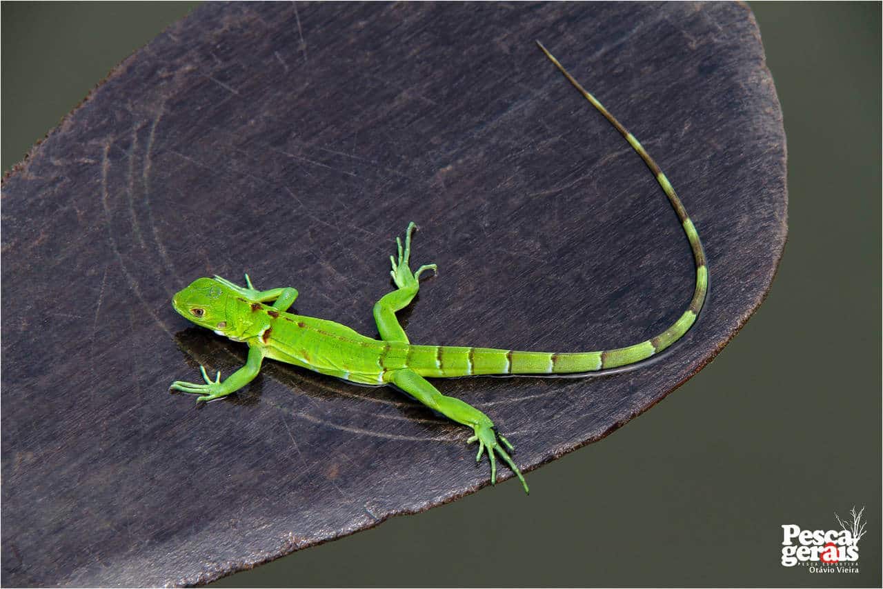 Iguana Verde ou Lagarto Verde ou Sinimbu, camaleão Família Iguanidae