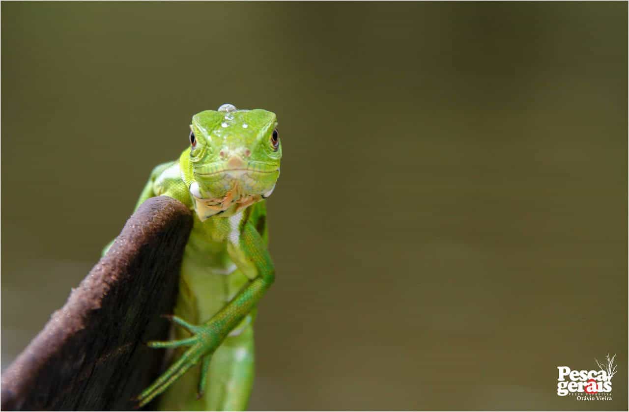 Iguana Verde ou Lagarto Verde ou Sinimbu, camaleão Família Iguanidae