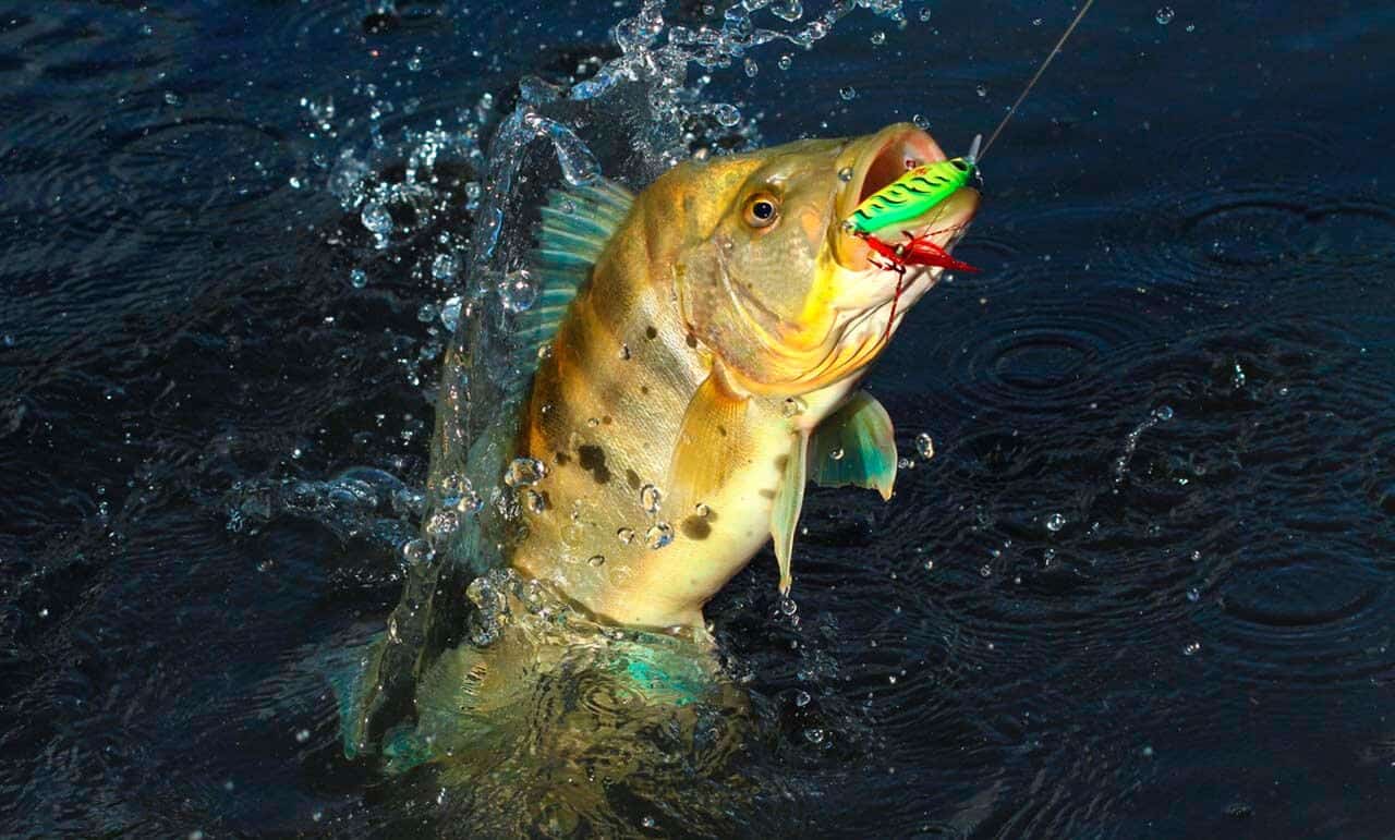 Tucunaré: algumas espécies, curiosidades e dicas desse peixe esportivo 4 Explosão do peixe na superfície