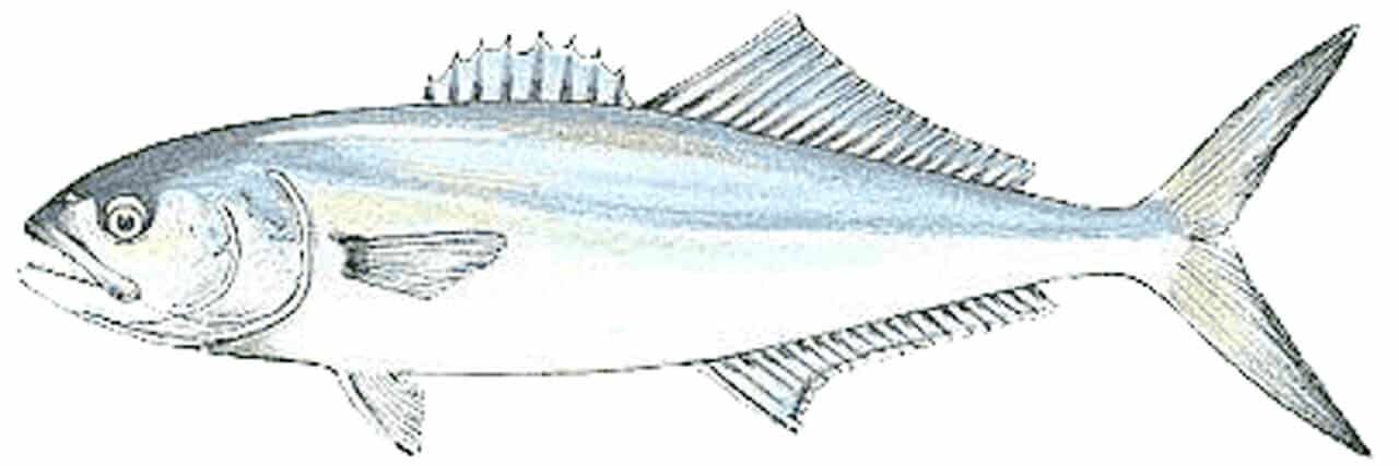 peixe de água salgada ilustração de uma anchova