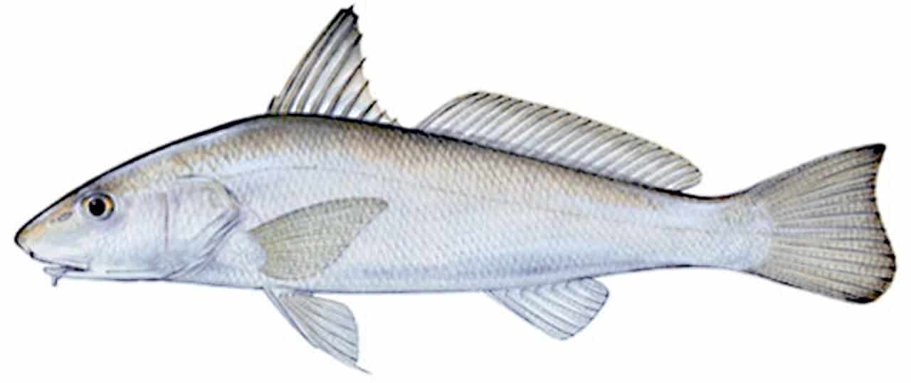 ilustração de uma betara