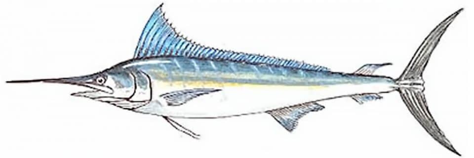 Marlim Peixe de água salgada, alguns nomes e tipos de peixes do mar