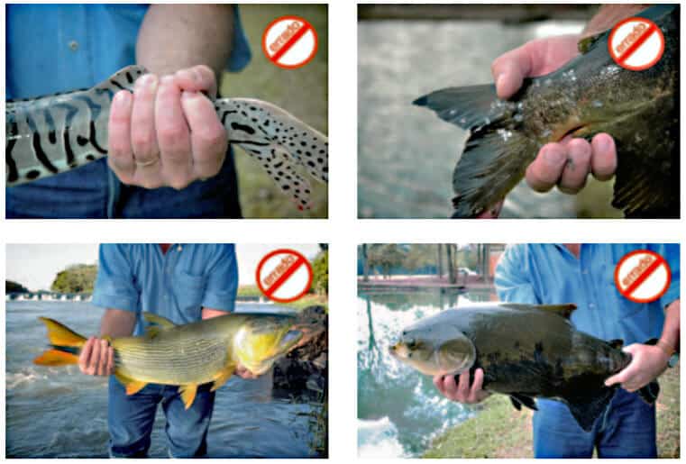 Pesque e Solte informações gerais e procedimentos práticos - maneira errada de segurar o peixe pedúnculo caudal