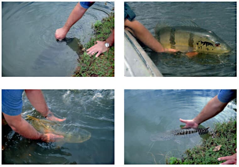 Pesque e Solte informações gerais e procedimentos práticos - maneira correta de soltar o peixe