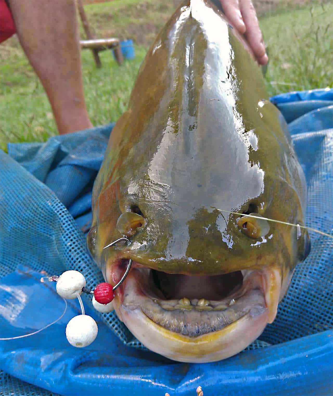 Anteninha equipamento alternativo para pescar Tambacu