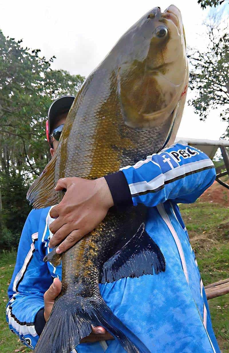 Conheça as melhores iscas, técnicas e horário para pescar Tambaqui 9 pescador segurando um grande peixe