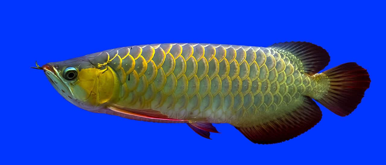 Peixes sem Escamas e com Escamas, informações e principais diferenças 11 Peixe aruanã com escamas grandes