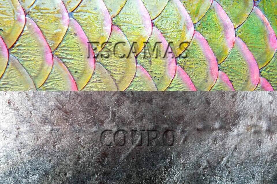 Peixes sem Escamas e com Escamas, principais diferenças
