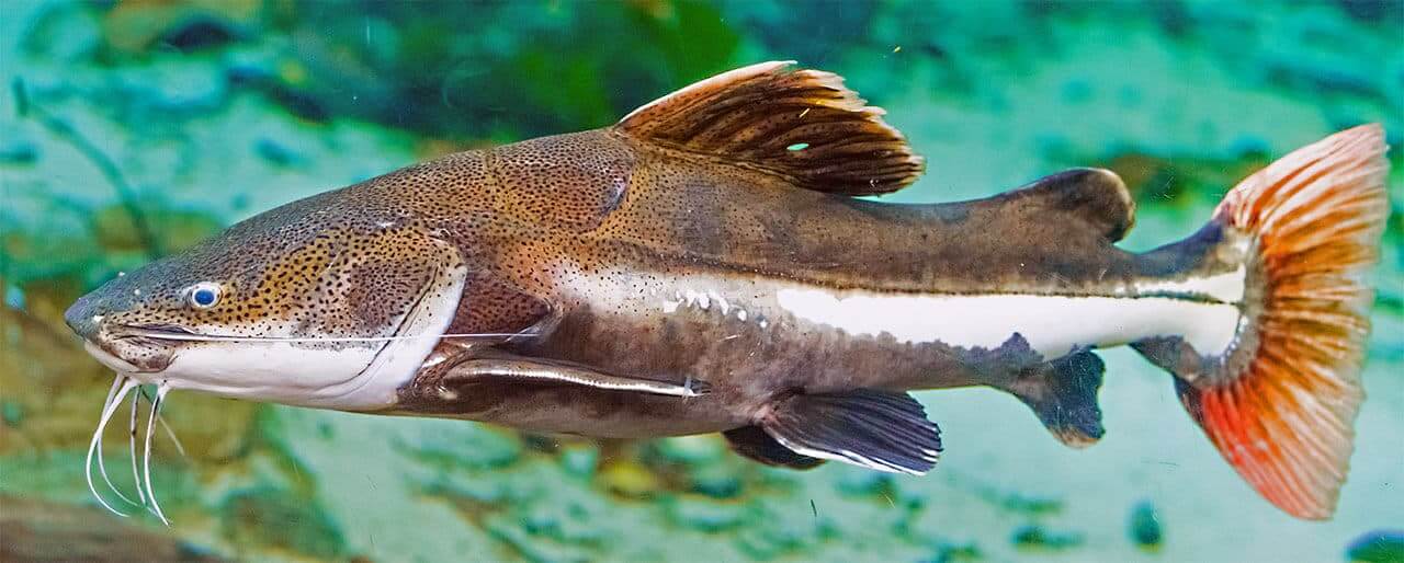 Peixes sem Escamas e com Escamas, informações e principais diferenças 12 pirarara, um peixe de couro