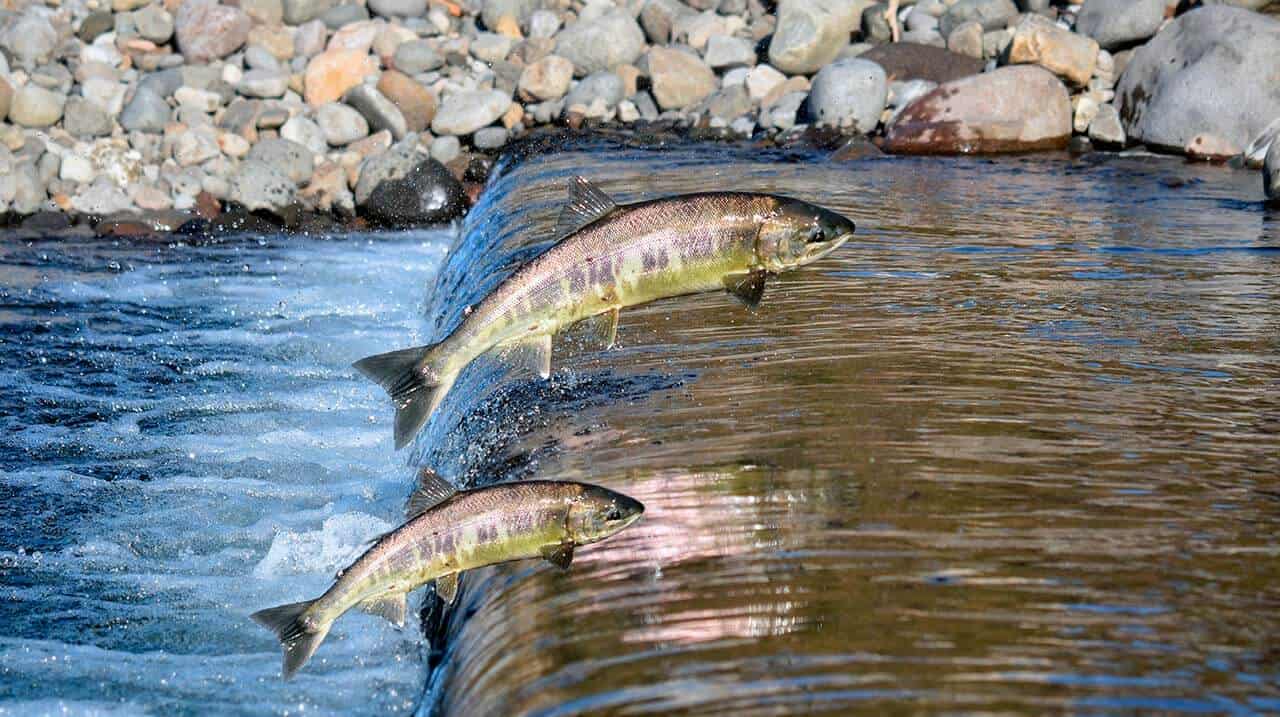 peixes de piracema subindo subindo o rio