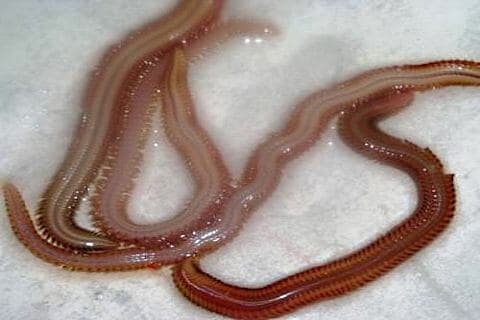 Iscas para peixes de água salgada, alguns exemplos para sua pescaria 7 minhocas de praia