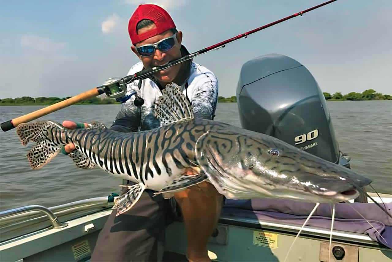 O peixe Cachara pode ultrapassar os 20 kg e oferece uma pescaria com esportividade. Conheça todas as informações sobre a espécie.