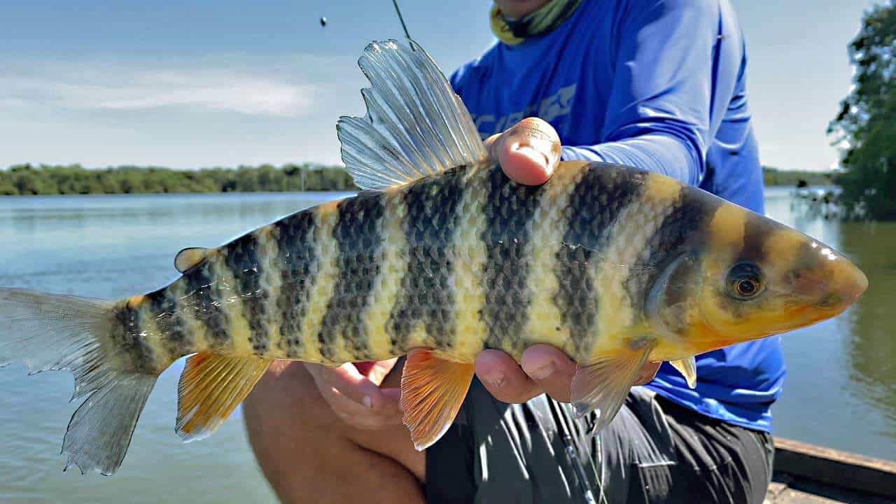 Peixe Piau Flamengo: curiosidades, onde encontrar, dicas para pesca 5 peixe piau flamengo rio