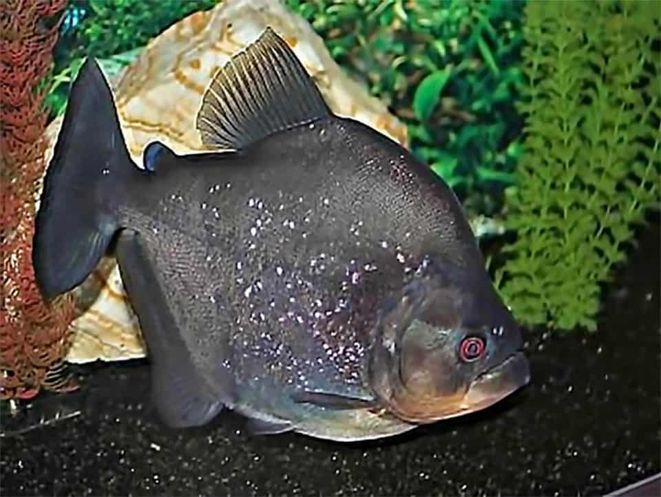 Peixe Piranha Preta: característica, alimentação, reprodução