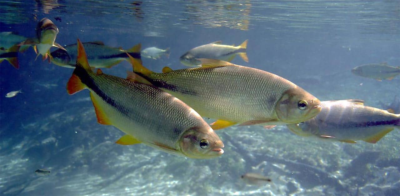 Peixe Piraputanga: curiosidades, onde encontrar e dicas para pesca 7 peixe piraputanga aquario