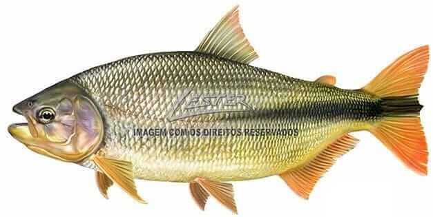 Peixe Piraputanga: curiosidades, onde encontrar e dicas para pesca 6 peixe piraputanga ilustracao pescador lester scalon