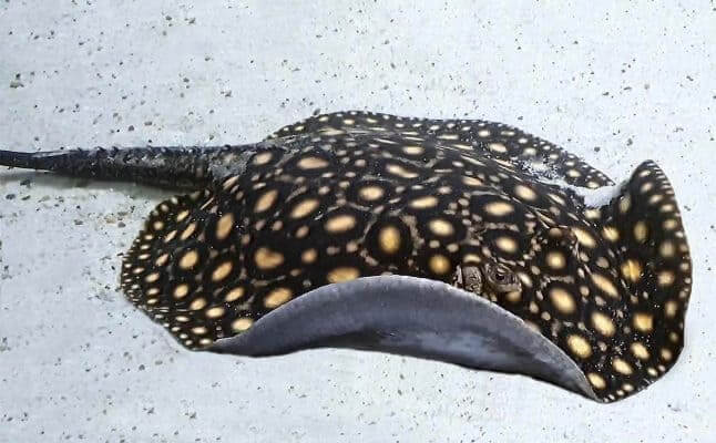 Peixe Arraia: Conheça Todas Informações Sobre Essa Espécie