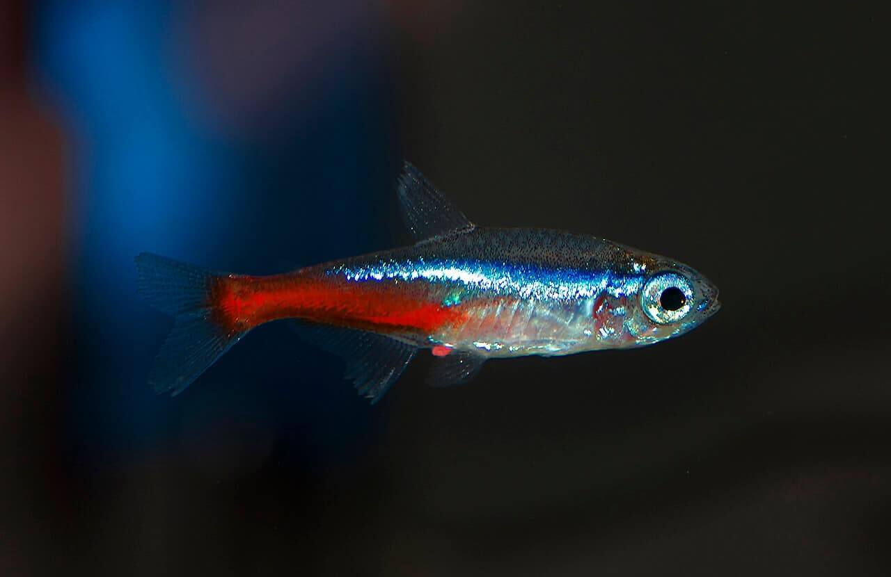 Peixe Neon no aquário