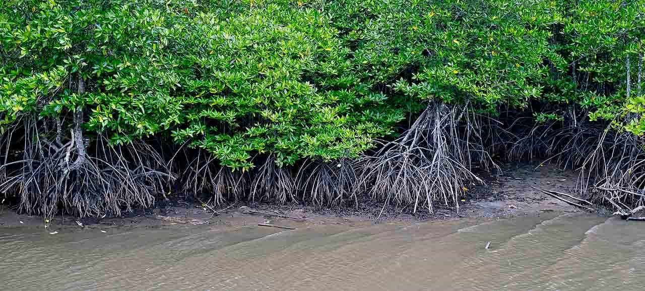 As melhores dicas de como localizar o peixe durante a pesca no mangue 8 vegetação de mangue