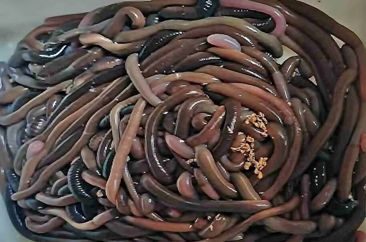 vários minhocuçus enrolados para pescaria