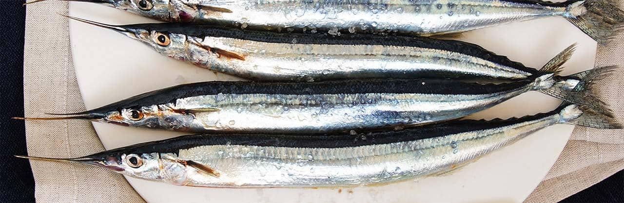 Peixe Agulha: curiosidades, espécies, dicas de pesca e onde encontrar 6 peixe agulha 01