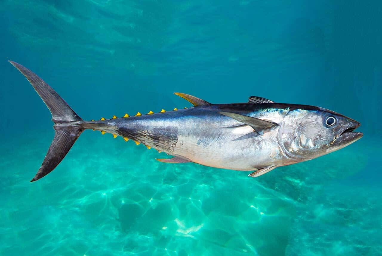 Peixe Atum pode representar mais de oito espécies que são muito relevantes para o comércio em todo o mundo.