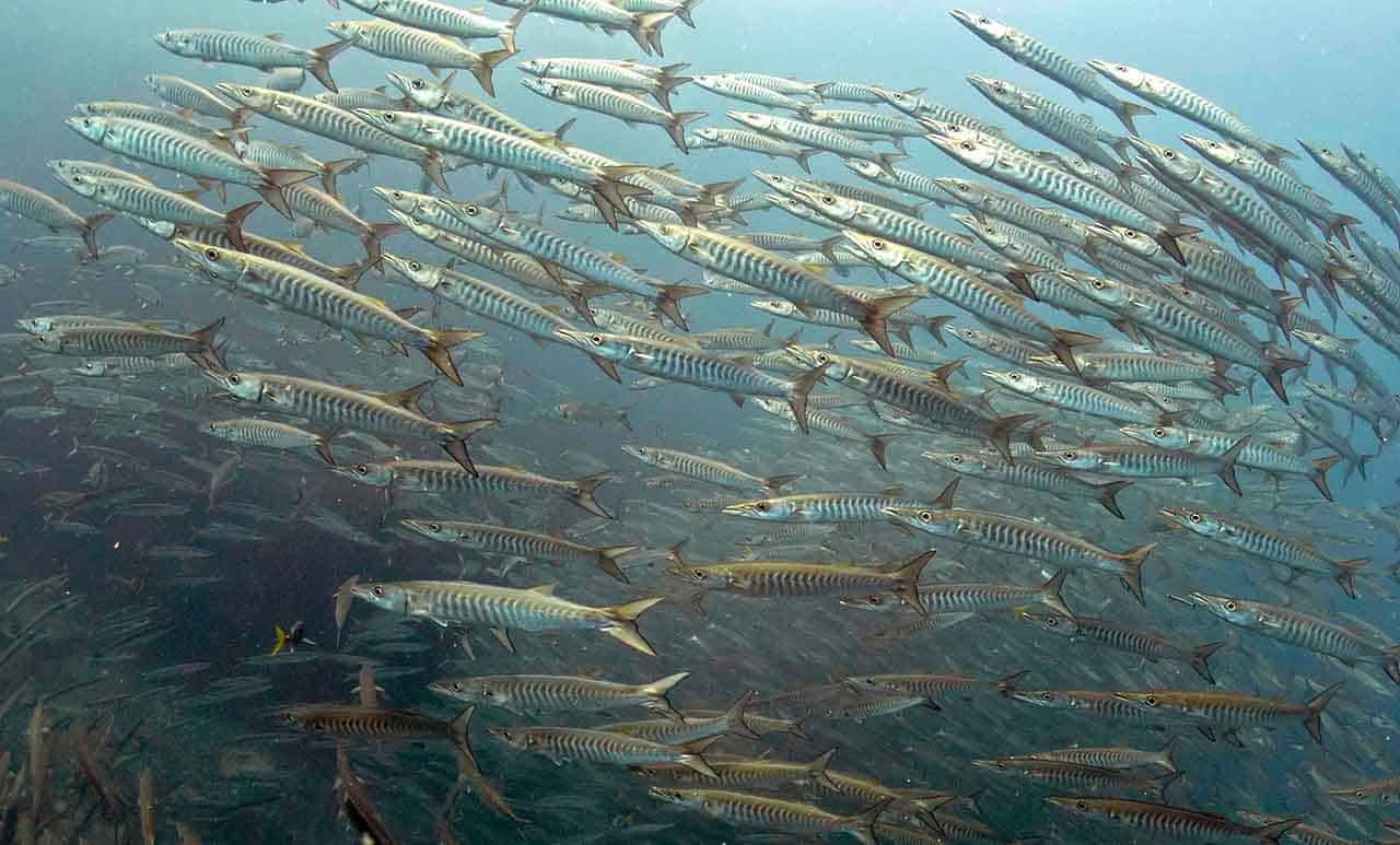 Peixe Barracuda: curiosidade, alimentação, dicas de pesca e habitat 6 peixe barracuda cardume