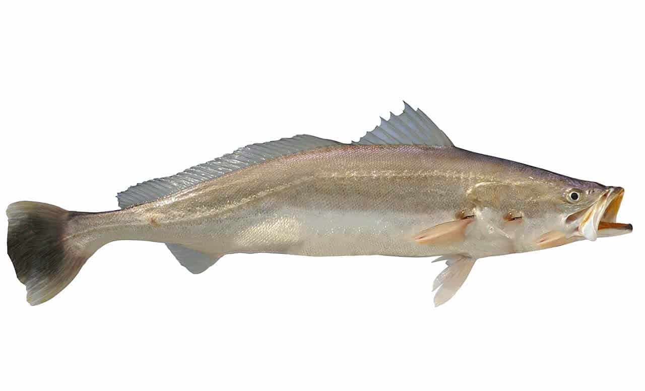 Peixe Pescada Amarela: características, curiosidades e onde encontrar 4 A Pescada Amarela tem por principal característica a sua importância comercial