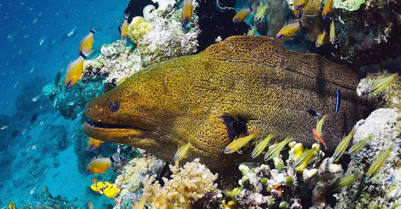 peixe moréia no esconderijo