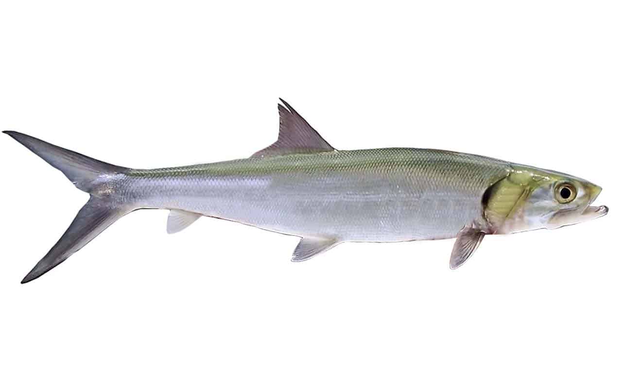 Peixe Ubarana: características, alimentação, reprodução e habitat 3 O Peixe Ubarana dá saltos espetaculares e por isso, oferece uma enorme emoção na pescaria.