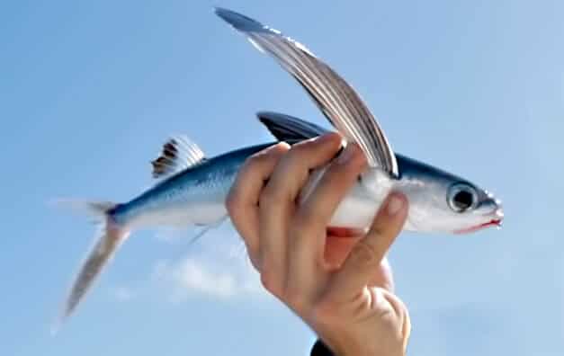 Peixe voador Peixe voador