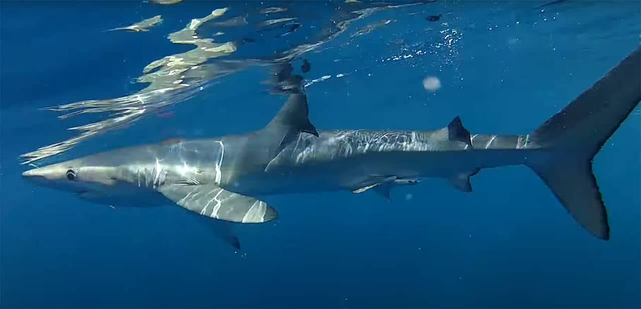 Tubarão Azul: Conheça as características tudo sobre o Prionace Glauca 4 Tubarão Azul