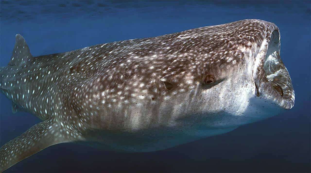 Tubarão Baleia: Curiosidades, características, tudo sobre essa espécie 3 Tubarão Baleia