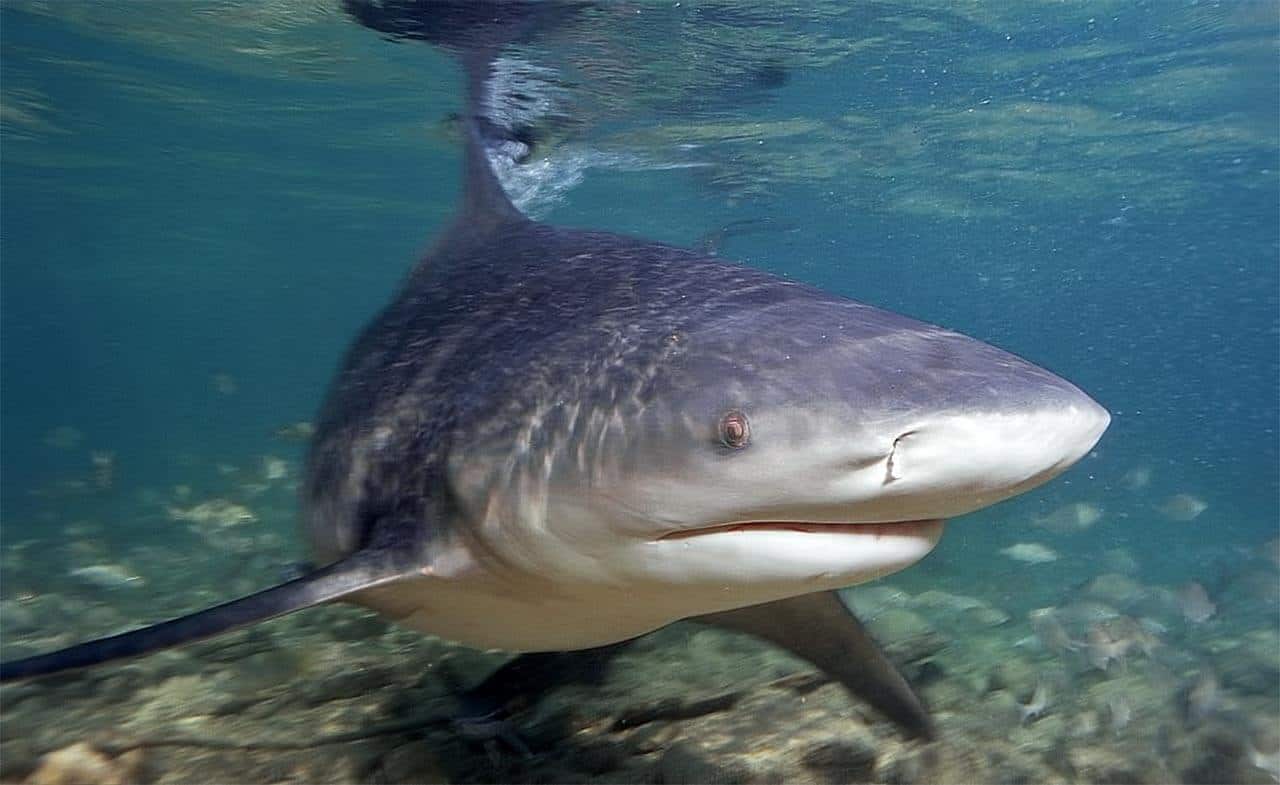 O Tubarão Cabeça Chata oferece riscos para o ser humano, sendo considerada uma das espécies mais perigosas.