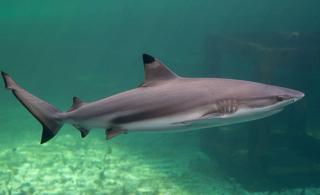 Tubarão Galha Preta: uma espécie agressiva que pode atacar o homem 6 Duas espécies podem ser conhecidas por Tubarão Galha Pretas, apresentando similaridades e diferenças