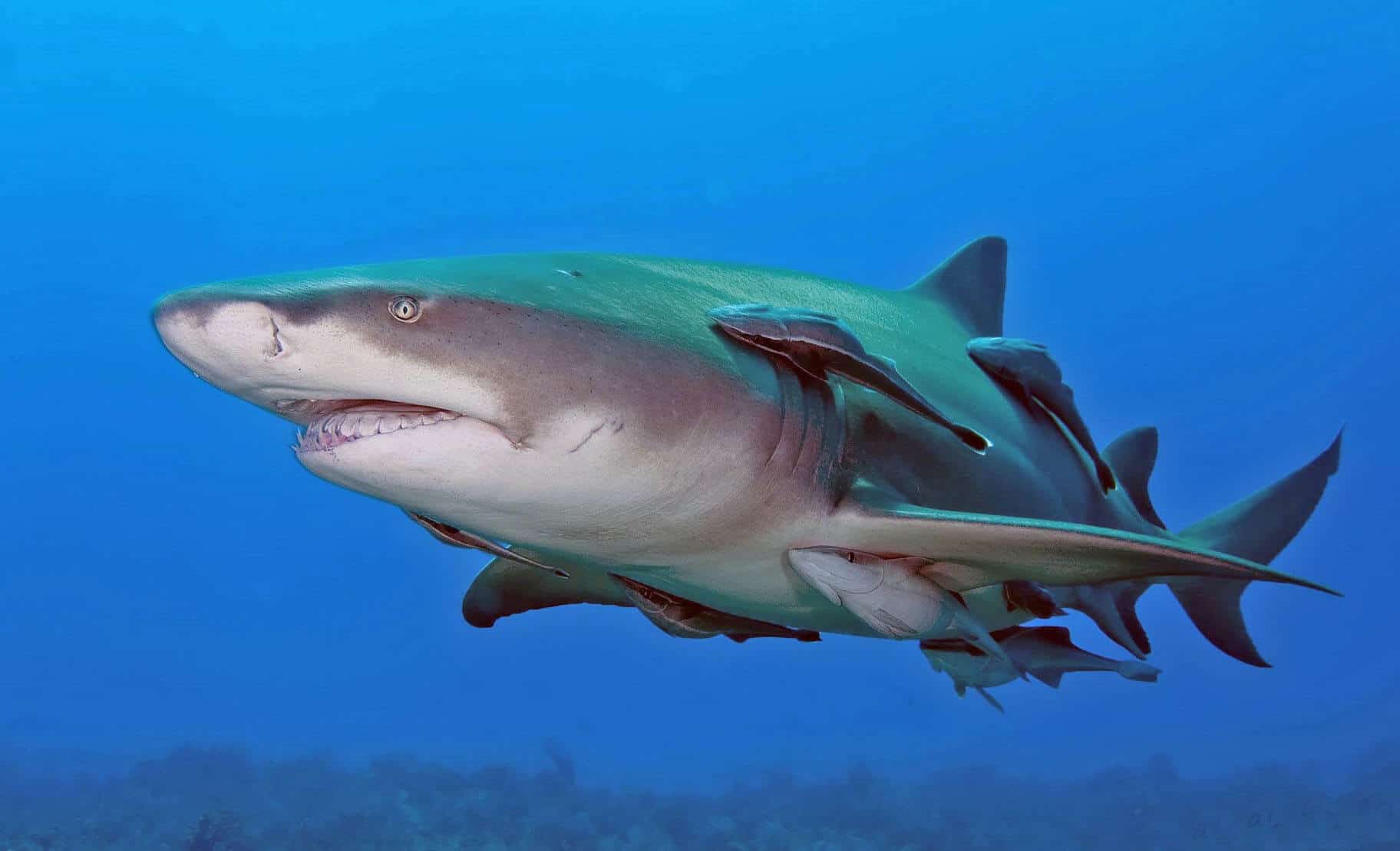 O Tubarão Limão é a espécie mais conhecida por pesquisadores, tendo em vista que pode ser criado em cativeiro.