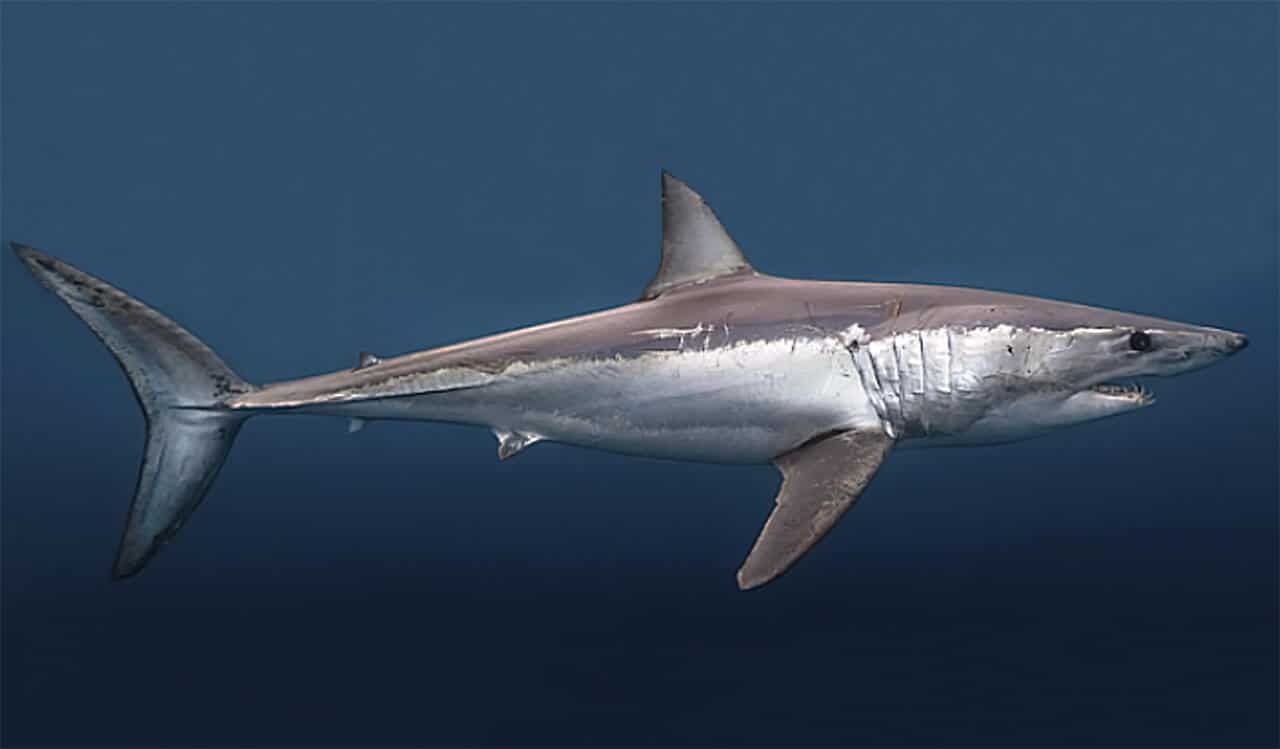 Tubarão Mako: Conheça todas informações sobre essa espécie